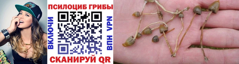 Галлюциногенные грибы Psilocybe  shop формула  Медногорск 